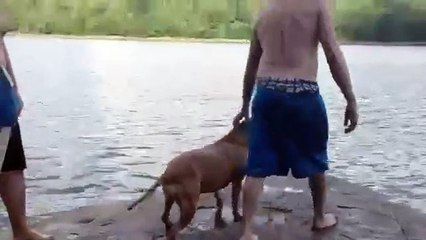 For this Reason is that the Dog is Man's Best Friend.