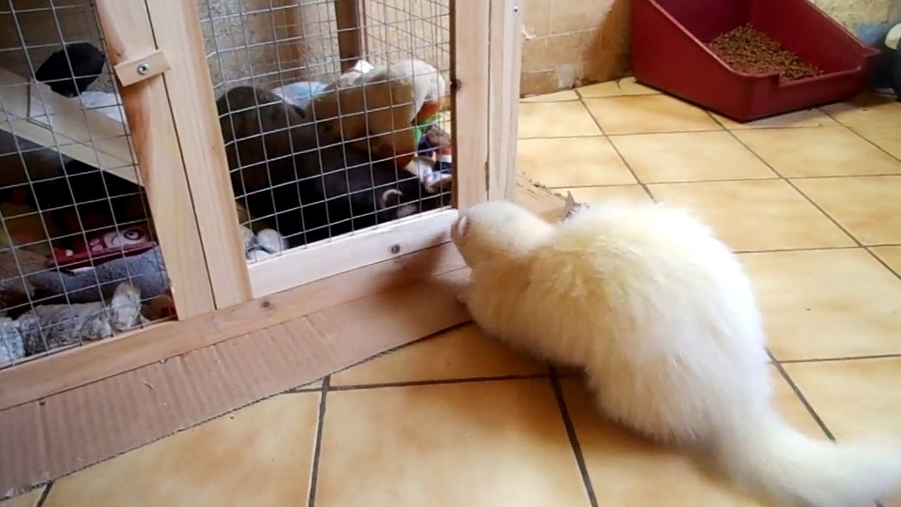 Ryo et Toutouille