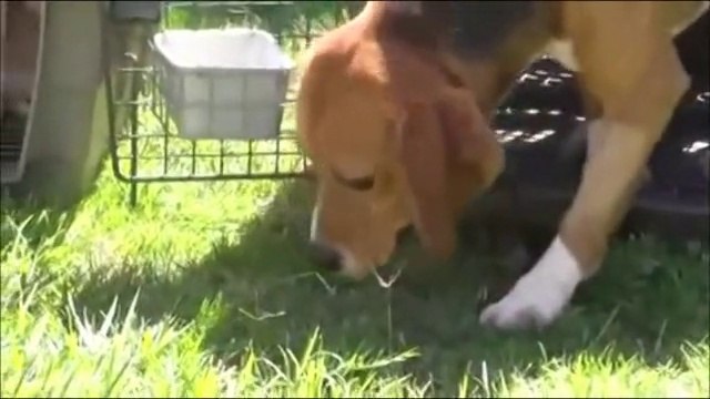 La libération émouvante de chiens de laboratoire