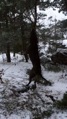 Crazy Finnish pitbull in the woods