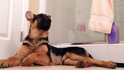 Ce berger allemand sait chanter comme personne !