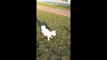 Bichon Frise Puppy & Brother Rolling around on the Grass, 8 weeks old (from Texas)