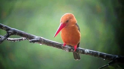 طائر الرفراف ذو الأجنحة البنية