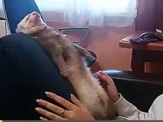 Anlat Panpa Seni Dinliyorum BeN