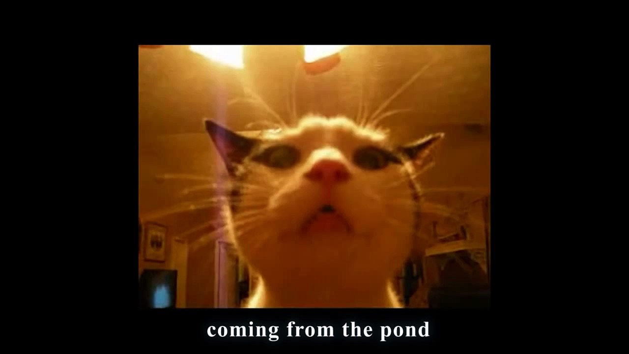 Le chat qui chante la danse des canards