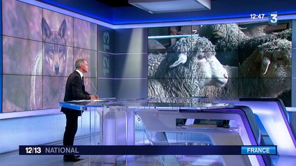 Une nouvelle attaque de loup dans les Hautes-Alpes