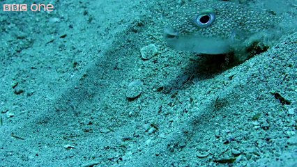 Kirpi Balığının Sualtındaki Muhteşem Sanatı