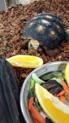 Baby tortoise eats an orange