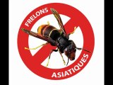 (partie 7) Yann présente : FRELON ASIATIQUE ZONE. Asnières-les-Bourges 18000