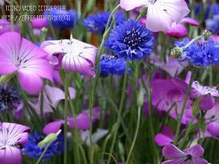 subhan allaha malik o mola  subhan allaha by abid rauf qadri