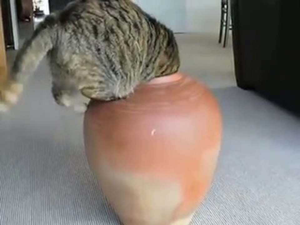 Fat Cat in pot