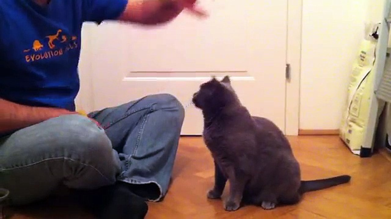 Clickertraining - der wilde Baer