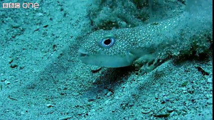 Kirpi Balığının Sualtındaki Muhteşem Sanatı