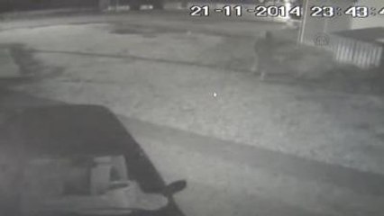 Üşümesin Diye Boş Dükkana Bırakılan Köpeği Çaldılar