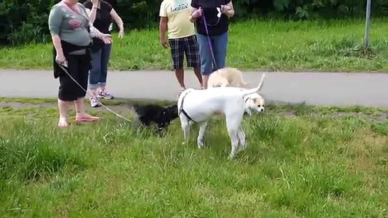 Bichon Frise Dog at Dog Park in Threesome with other Dogs