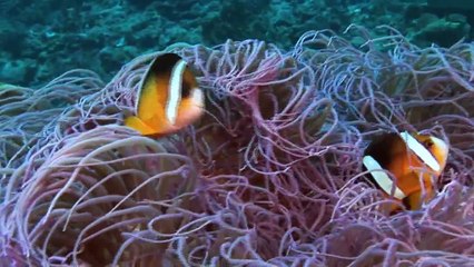 ☆沖縄海中散歩ビデオ 「沖縄美ら島OKINAWA Healing Island」Scuba diving