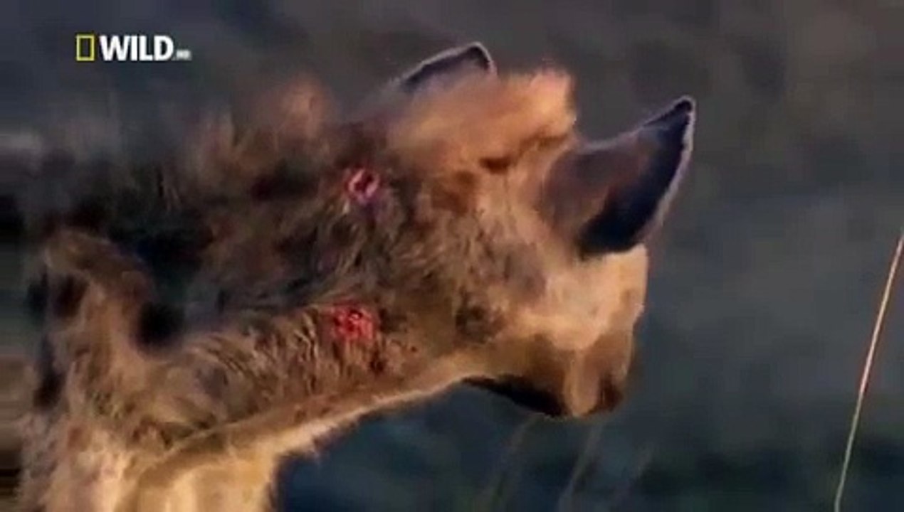 Hyena Attacked By Lion (VIEWER DISCRETION ADVISED!!)