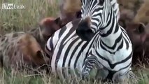 Hyenas attacking a Pregnant Zebra _Graphic_