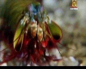Evolução - Episodio 10 - A Velocidade - Canal História