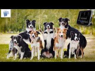 Most Efficient Ultrasound Machines - Keebovet.com