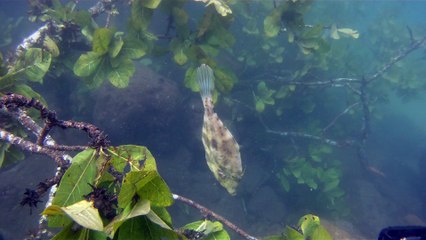 Praias, Mares, Barcos, Canoagem, Mar Aberto, Cavernas Submarinas, Mergulhos Submarinos, Picinguaba, Ubatuba, SP, Brasil, Marcelo Ambrogi, (35)