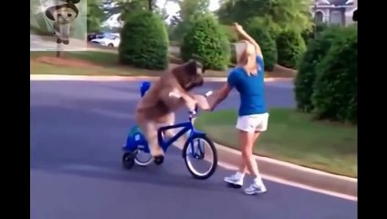 Best Animals funny video 2014 _ Funny animals videos _ funny animals compilation _pets funny video