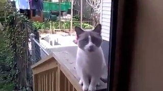OMG! This Cat Speaks To A Woman, LITERALLY