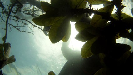 Praias, Mares, Barcos, Canoagem, Mar Aberto, Cavernas Submarinas, Mergulhos Submarinos, Picinguaba, Ubatuba, SP, Brasil, Marcelo Ambrogi, (47)