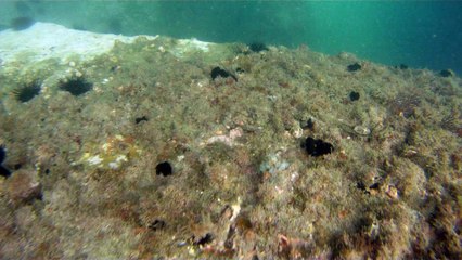 Praias, Mares, Barcos, Canoagem, Mar Aberto, Cavernas Submarinas, Mergulhos Submarinos, Picinguaba, Ubatuba, SP, Brasil, Marcelo Ambrogi, (53)