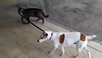 Cat Takes a Dog for a Walk!! hahah Watch Must