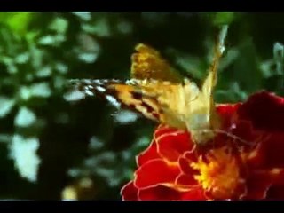 Hasan Dursun - Gül Açar