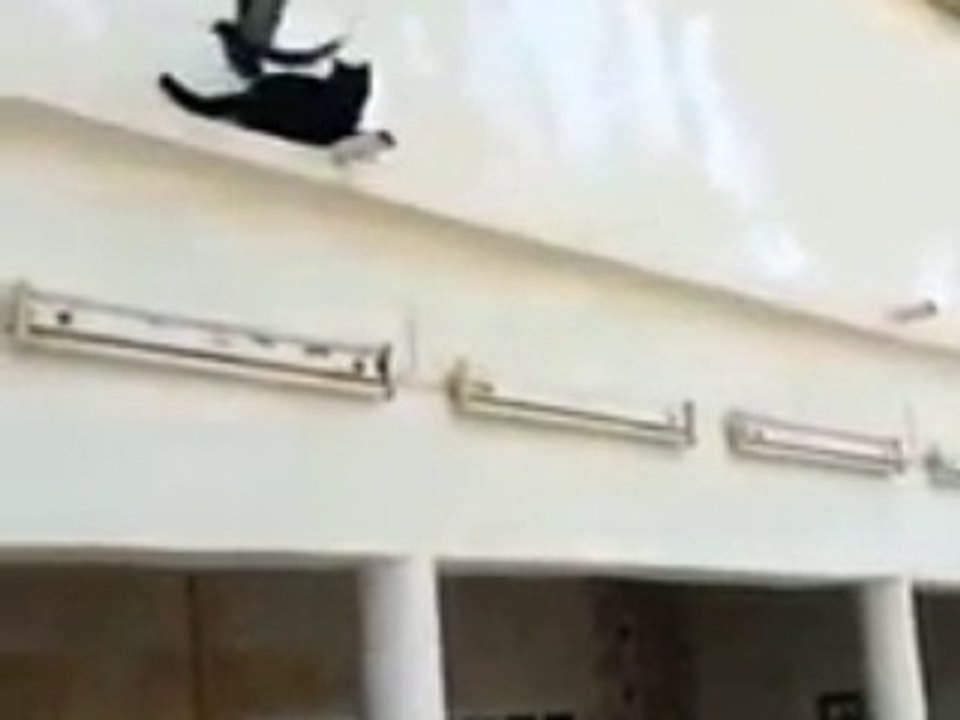 Pigeon vs Cat