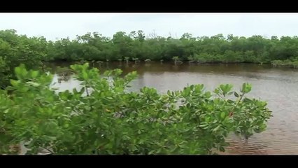 Amazing Tarpon Fever Fly Fishing Cuba