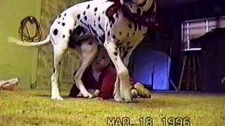 Babies Doing fun with Dogs