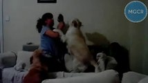 Mamma finge di picchiare suo figlio, i cani lo difendono