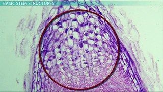 Structure of Plant Stems_ Vascular and Ground Tissue - Video _ Lesson Transcript _ Education Portal