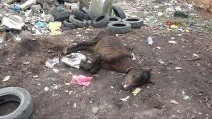 Sahibi, Hasta Atı Kaderine Terk Etti