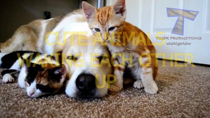 Cute animals waking each other up - Funny animal compilation