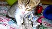 kitty sleepy feline pets kitten cat 3D HD