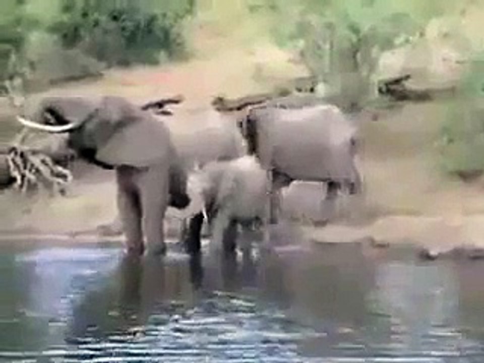 Dangerous Battle between Elephant and Crocodile.