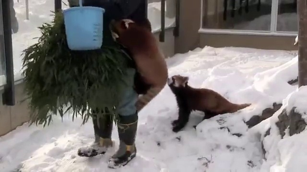 Des Pandas Roux se prennent d'affection pour le gardien du Zoo