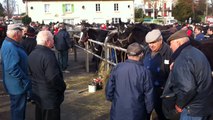 Foire aux poulains percherons