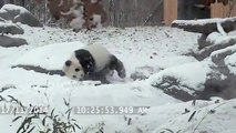 Este panda se vuelve loco con la nieve