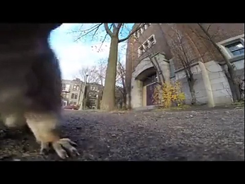 Squirrel stole this guy's GoPro. Hilarious!