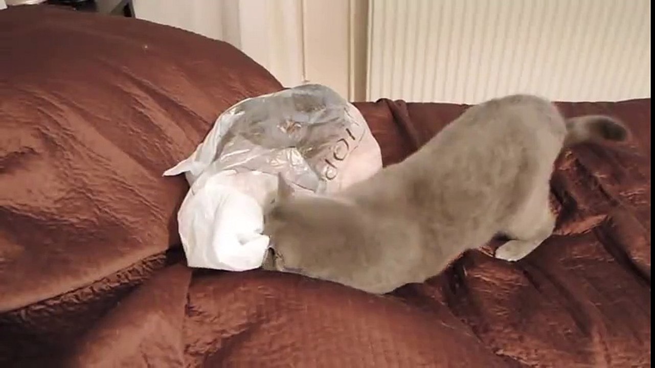 peekaboo Cat scares her fellow cat