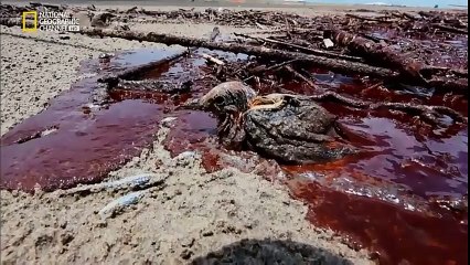 Cosmos Capítulo 11 Los inmortales El futuro de la humanidad