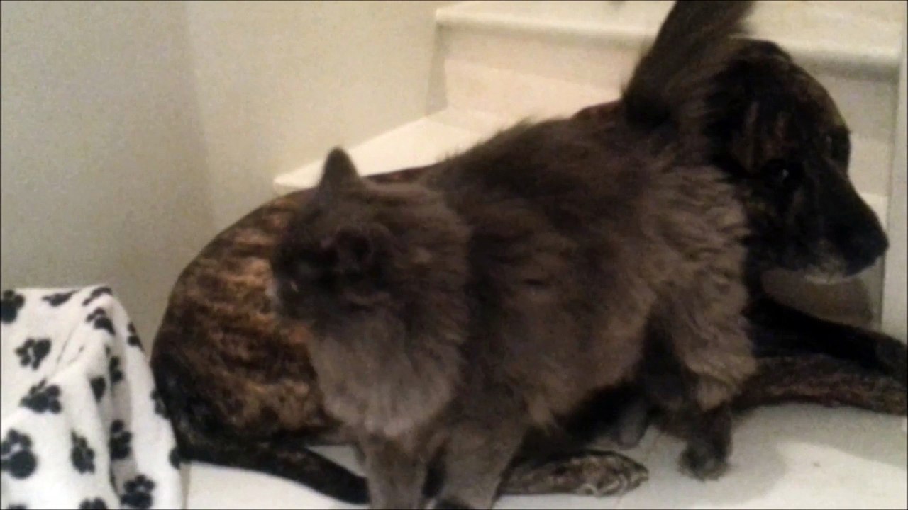 Polly Le Chat affectionne Gucci Le Chien