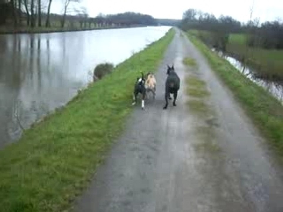 AMSTAFF VS DOBERMAN combat lol