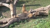 Bursa Hayvanat Bahçesi'ne Güneşli Havada Hafta Sonu İlgisi