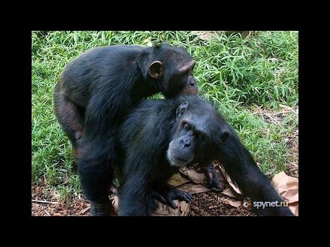 Интервью у юриста-зоофила Юрия Абрамова